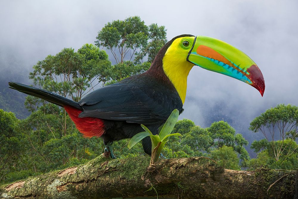 Costa Rica-Composite close-up of keel-billed toucan